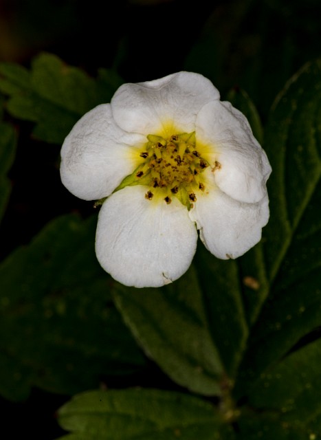 Fragaria 18-9275.jpg